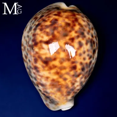 Cypraea tigris tigris - Vohemar, Madagascar - 97,5...