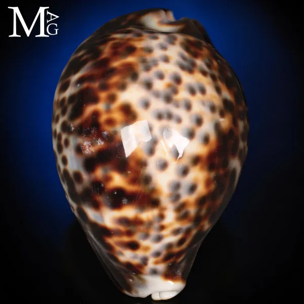 Cypraea Tigris “Special Crazy Pattern” – Vohemar – 91,5 mm
