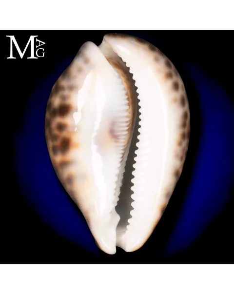 Cypraea Tigris “Special Crazy Pattern” – Vohemar – 91,5 mm