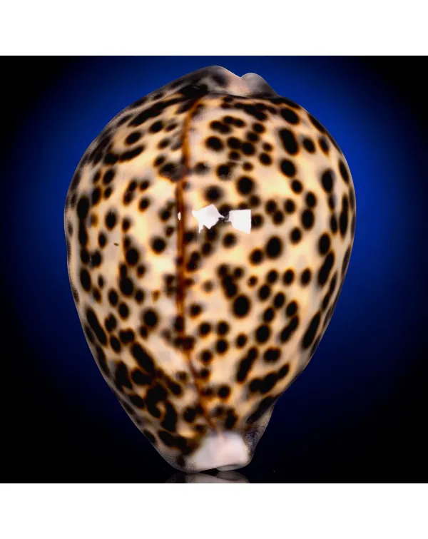 Cypraea Tigris Pardalis 90 mm - Colorazione Specia...