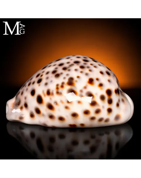 Cypraea Tigris Pardalis di Sulawesi, Indonesia 79 mm