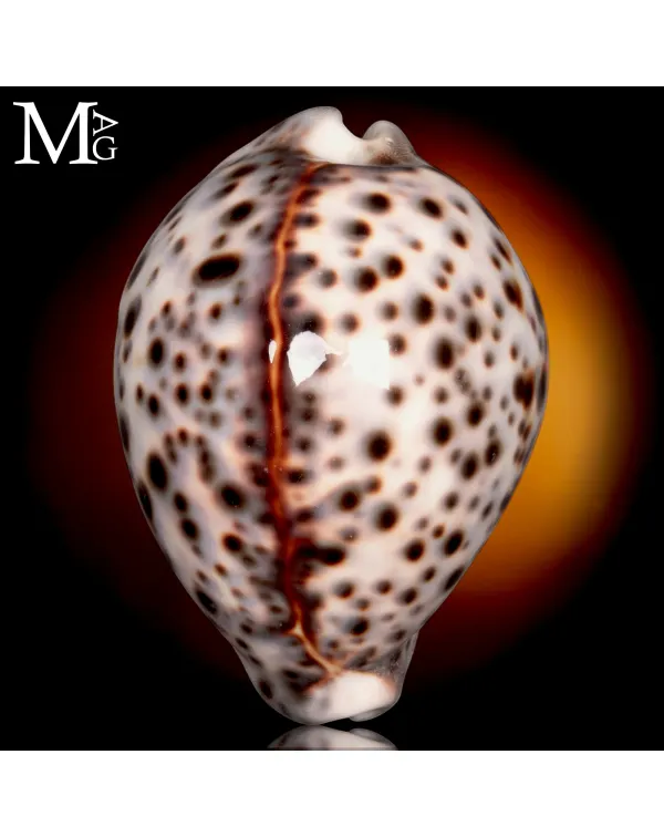 Cypraea Tigris Pardalis di Sulawesi, Indonesia 79 ...