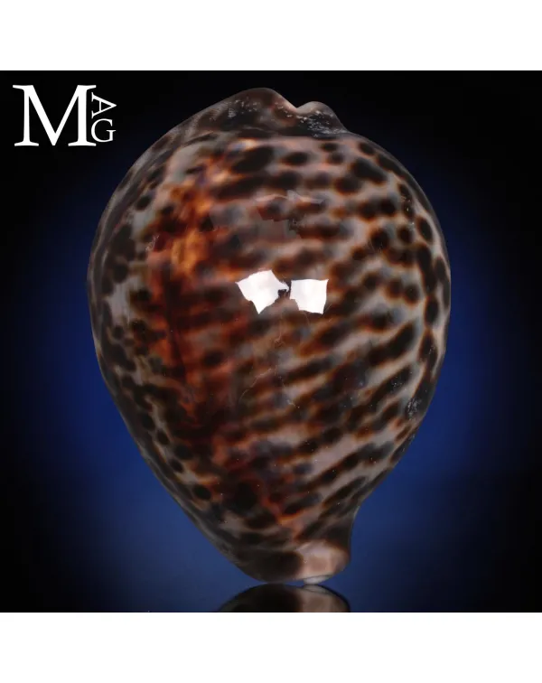 Cypraea Tigris del Madagascar 104 mm