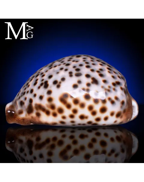 Cypraea Tigris della Tanzania 99 mm