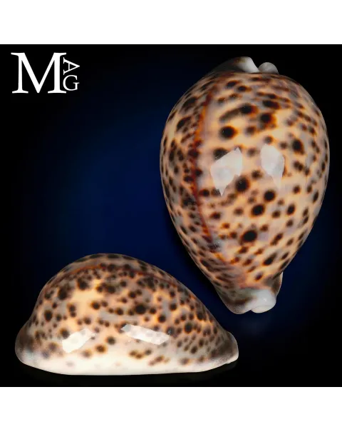 Cypraea Tigris del Mozambico 104,5 mm