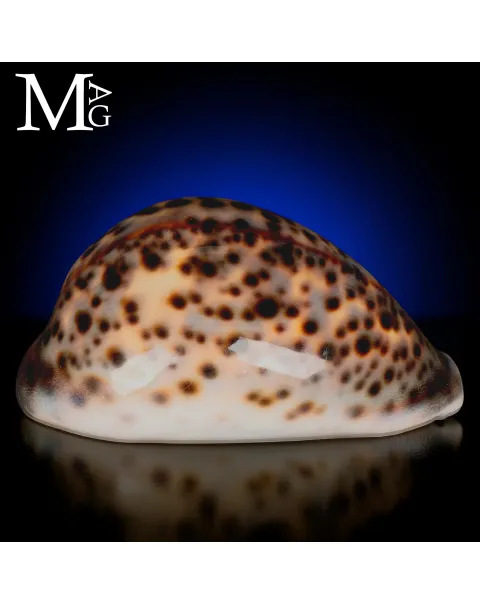Cypraea Tigris del Mozambico 104,5 mm