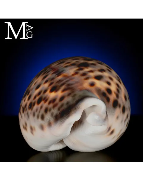 Cypraea Tigris del Mozambico 104,5 mm