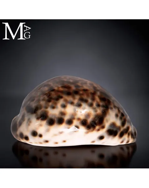Cypraea Tigris Tigris - Dark Rusty Colour 106,5 mm