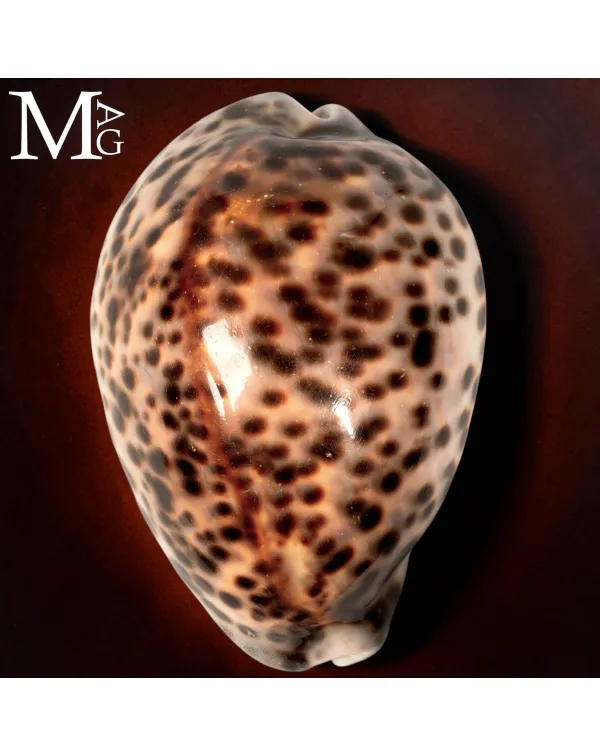 Cypraea Tigris Pardalis - Filippine - 114 mm