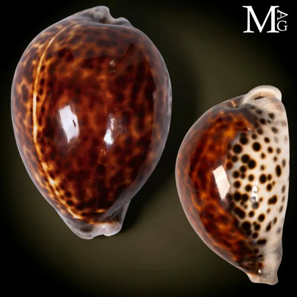 Cypraea Tigris – Vietnam – 108 mm