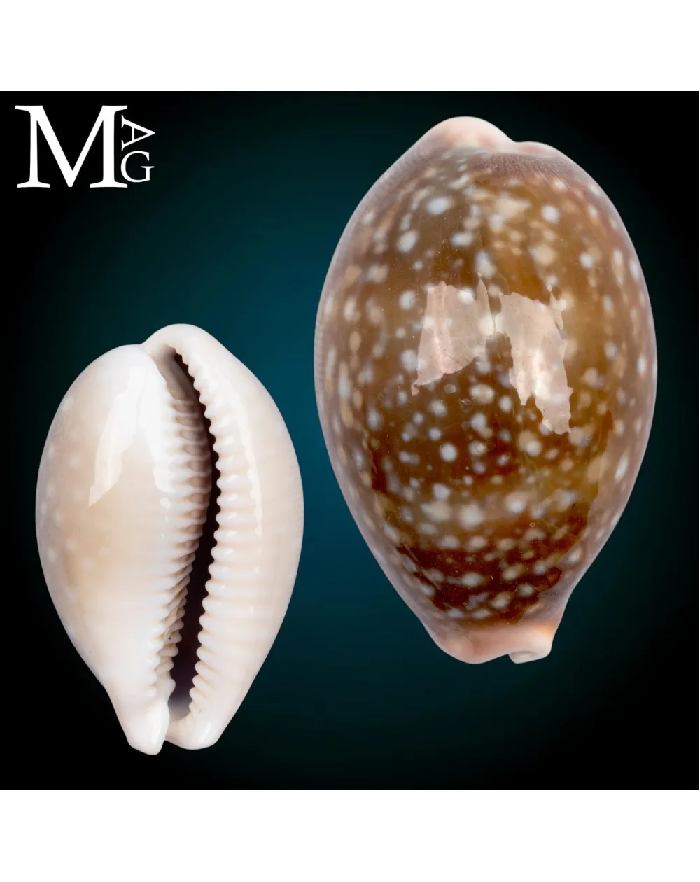 Lyncina Vitellus f. Dama