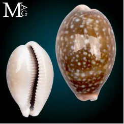 Lyncina Vitellus (0)