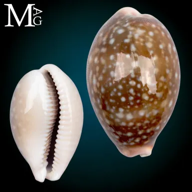 Lyncina Vitellus f. Dama