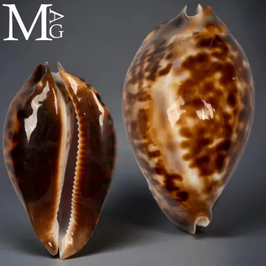 Zoila friendii friendii – Carnac Island, Western A...