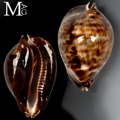 Zoila friendii vercoi – Dark