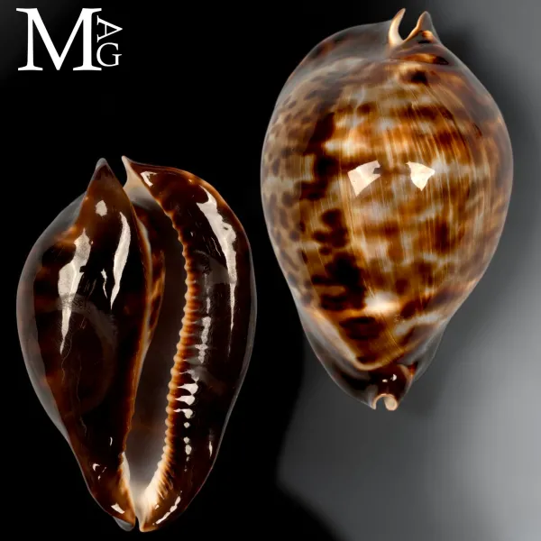 Zoila friendii vercoi – Dark