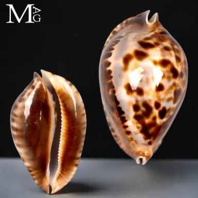Zoila Friendii Vercoi
