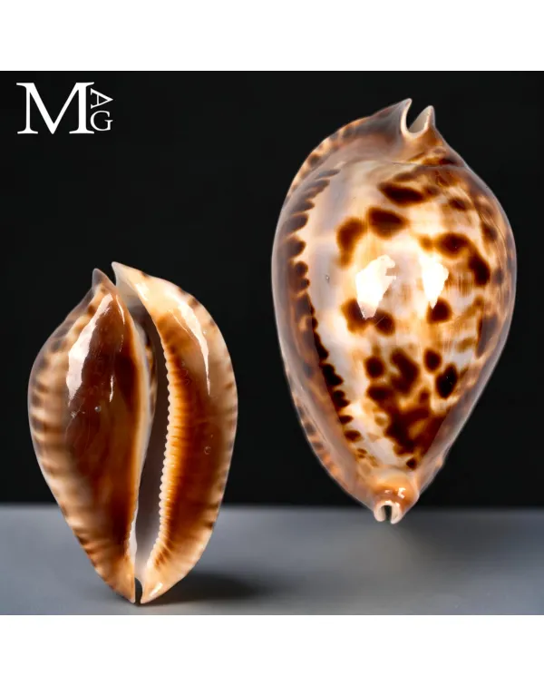 Zoila Friendii Vercoi