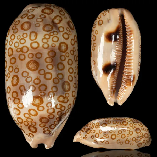 Arestorides Argus f. Contrastriata.