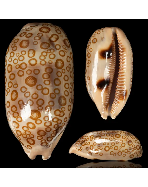 Arestorides Argus f. Contrastriata.