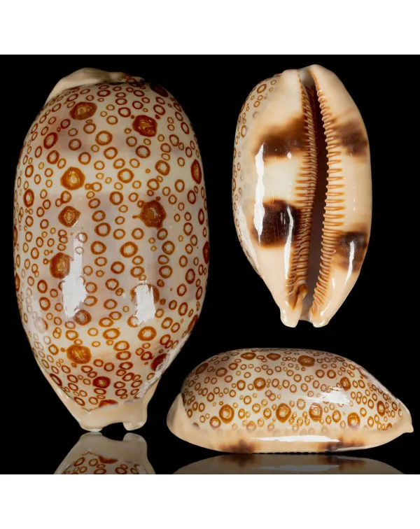Arestorides Argus.