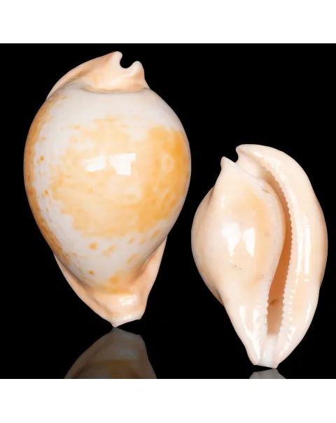Cypraea Umbilia Armeniaca - 87,5mm.