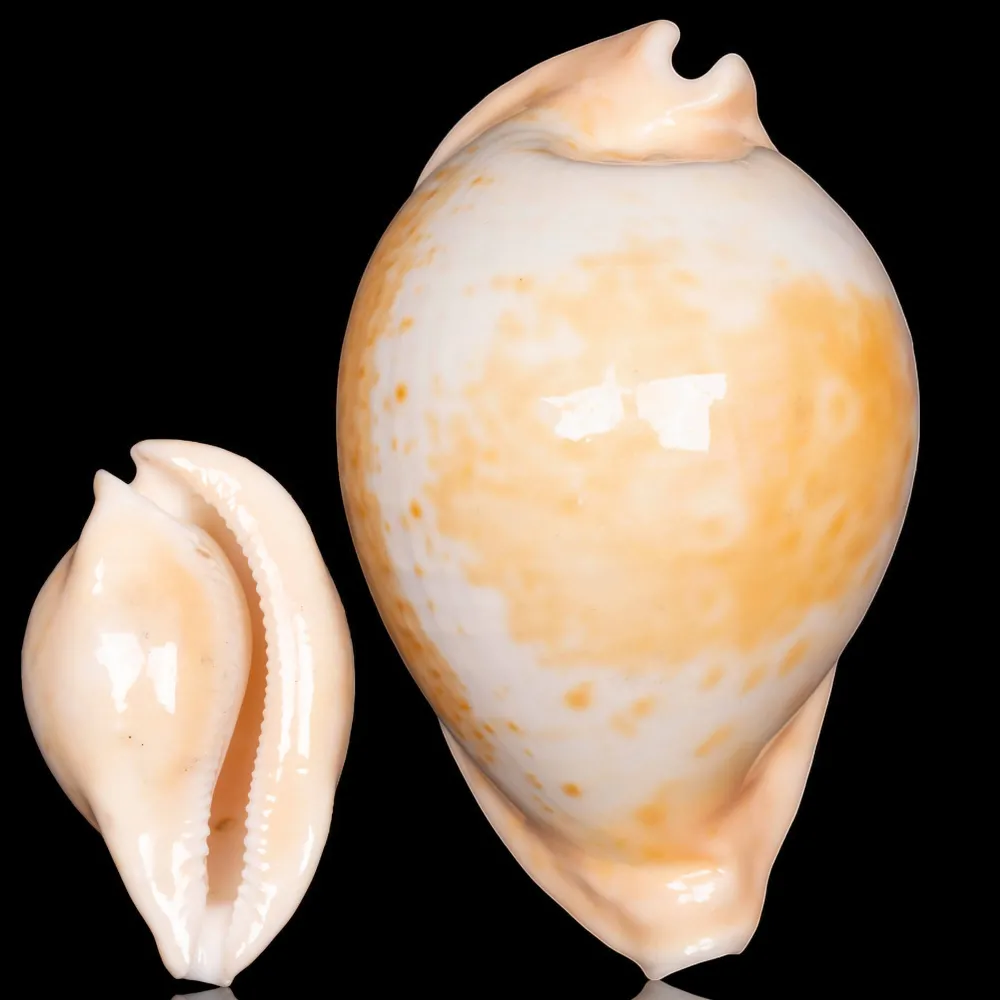 Cypraea Umbilia Armeniaca - 87,5mm.