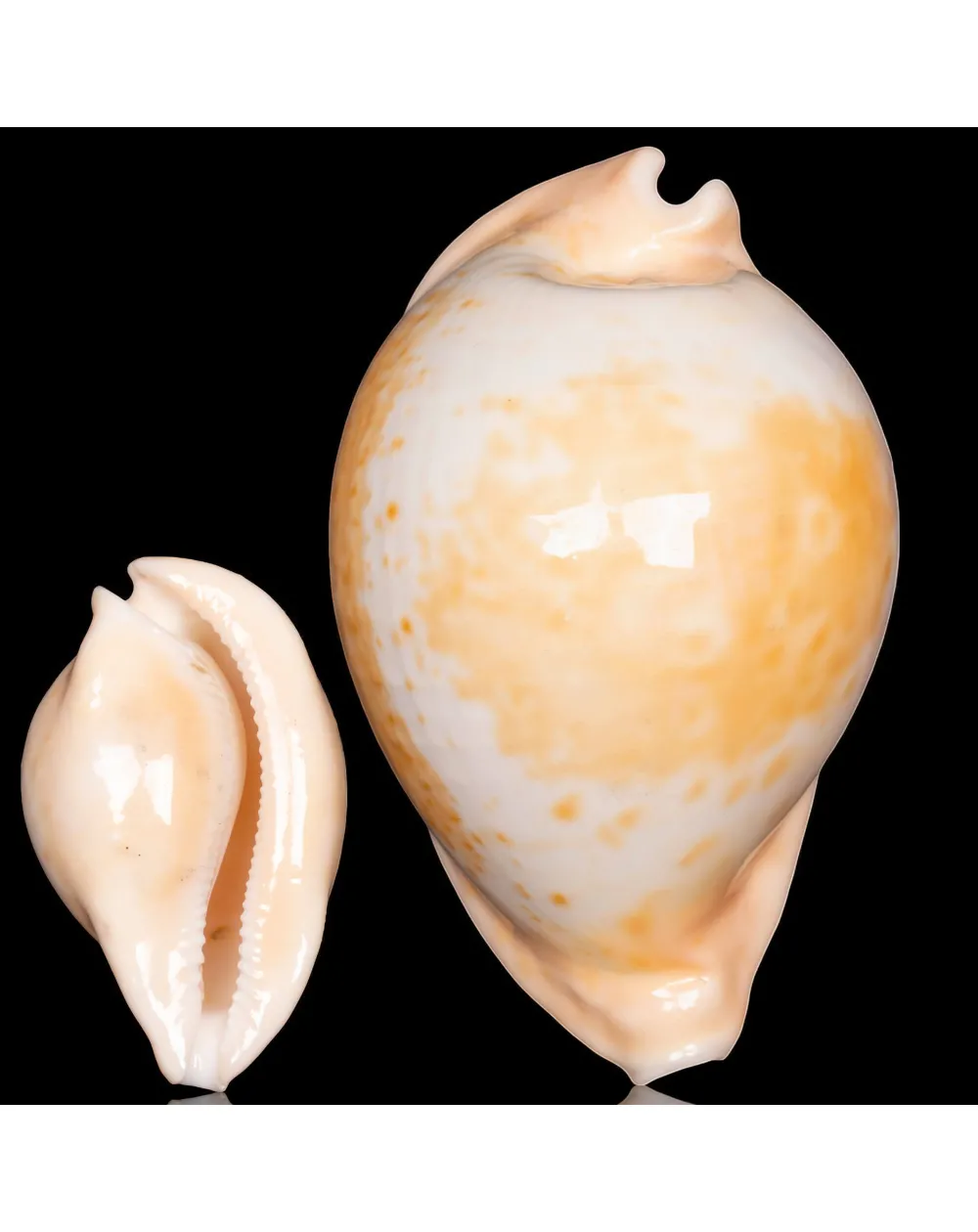 Cypraea Umbilia Armeniaca - 87,5mm.