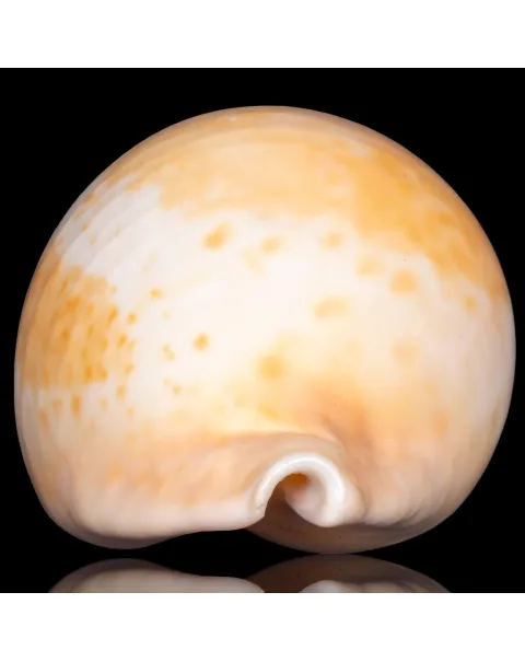 Cypraea Umbilia Armeniaca - 87,5mm.