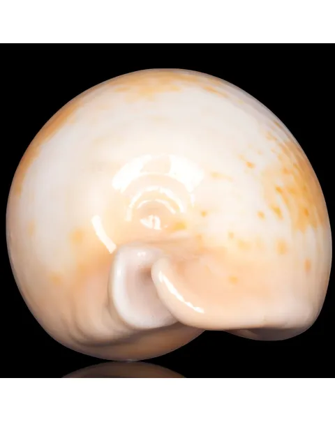 Cypraea Umbilia Armeniaca - 87,5mm.