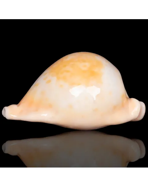 Cypraea Umbilia Armeniaca - 87,5mm.