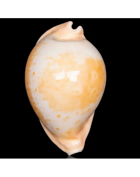 Cypraea Umbilia Armeniaca - 87,5mm.