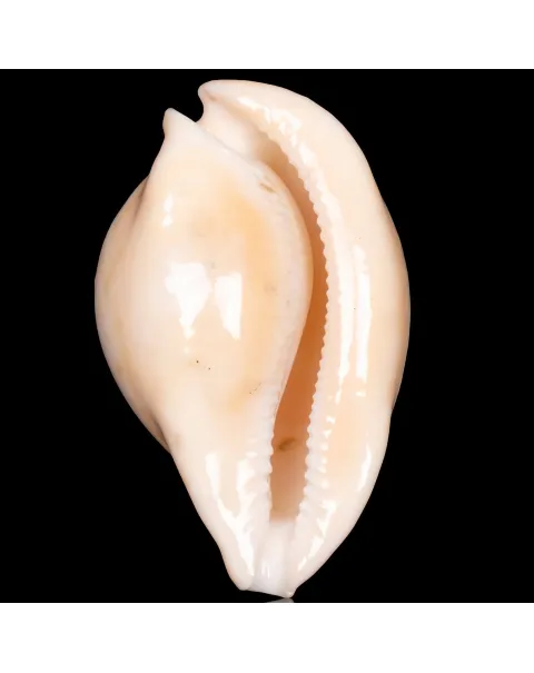 Cypraea Umbilia Armeniaca - 87,5mm.