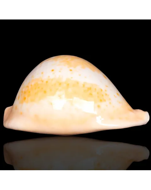 Cypraea Umbilia Armeniaca - 87,5mm.