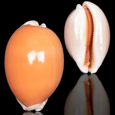 Callistocypraea Aurantium – Golden Cowrie.