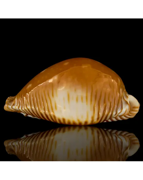Perisserosa Guttata