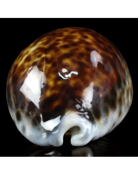 Cypraea tigris – Esemplare a Colorazione Speciale.