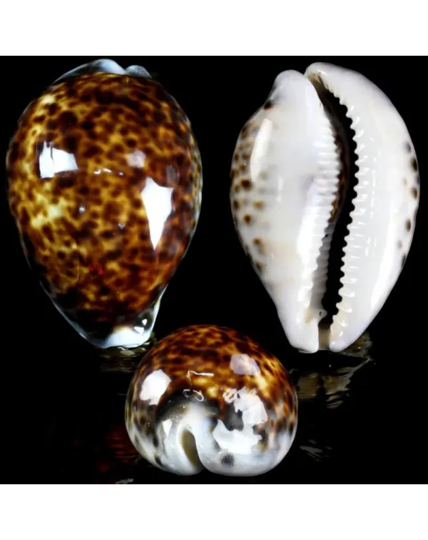 Cypraea tigris – Esemplare a Colorazione Special...
