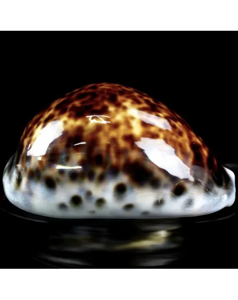 Cypraea tigris – Esemplare a Colorazione Speciale.