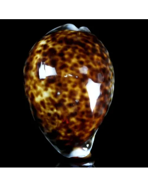 Cypraea tigris – Esemplare a Colorazione Speciale.