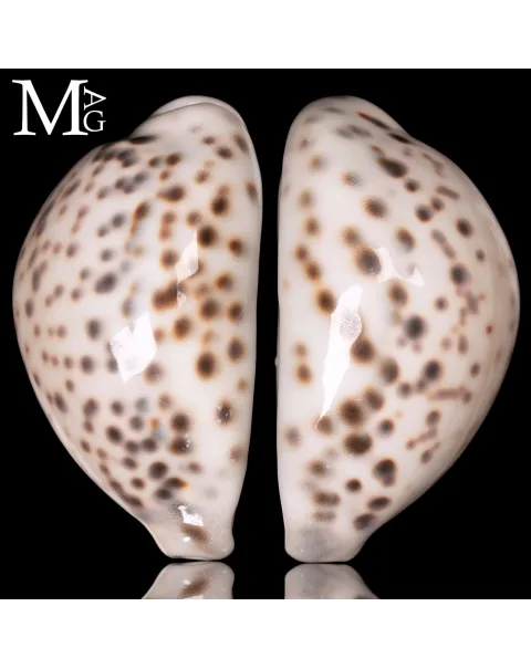 Cypraea Tigris – Varietà a fondo bianco - Diego Suarez.