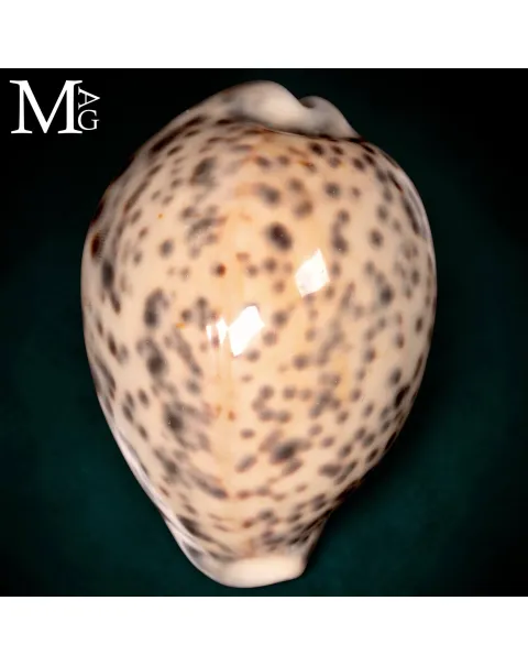 Cypraea Tigris Tigris - Madagascar - Vohemar - 86 mm