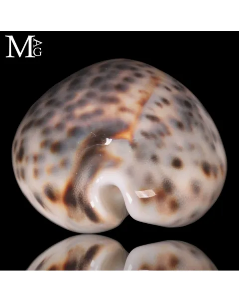 Cypraea Tigris –  Sorgenti idrotermali di Vohemar - Madagascar.