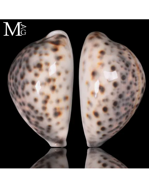 Cypraea Tigris –  Sorgenti idrotermali di Vohemar - Madagascar.