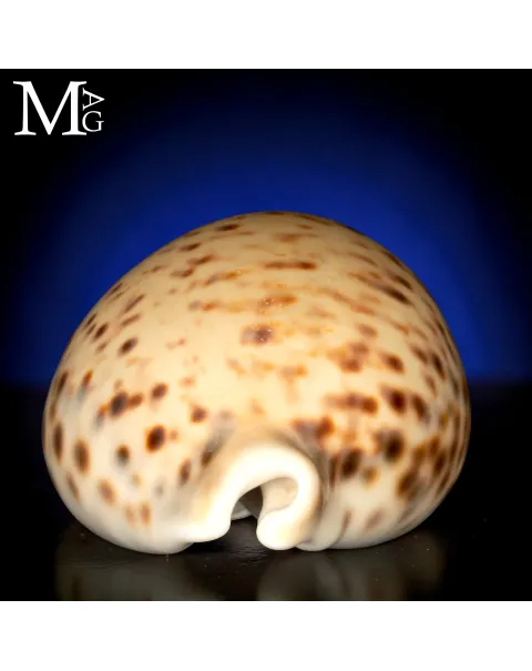 Cypraea Tigris Giallo Crema 100mm