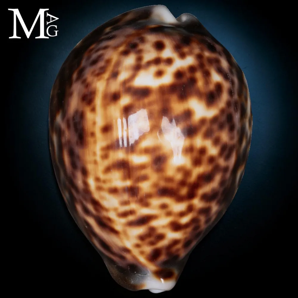 Cypraea Tigris Tigris - Madagascar - 102,5 mm