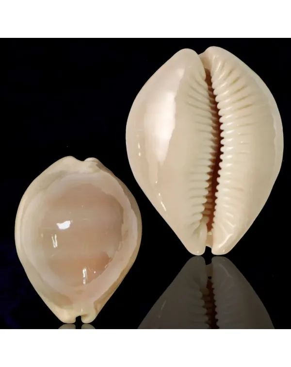 Lyncina Sulcidentata