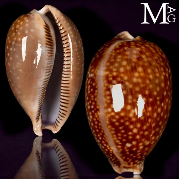 Macrocypraea Cervus