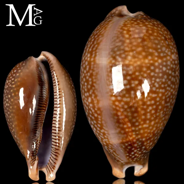 Macrocypraea Cervus