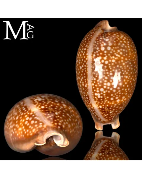 Macrocypraea Cervus